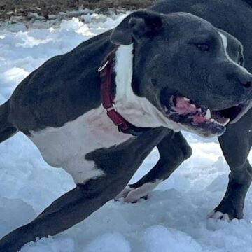 Snow day for hot dogs at Houston-area shelter