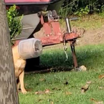 Video: Woman spends a month trying to help a stray dog with jug stuck on his head