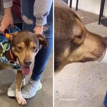 Shelter Dog Delighted by Field Trip Treat After 290 Days in Kennel