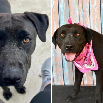 People Baffled as ‘Perfect’ Shelter Dog Waiting for Home After 243 Days