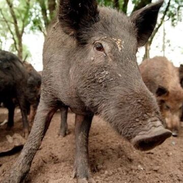 Feral Hogs Cause Havoc, Results In Massive Damage To Park In Texas