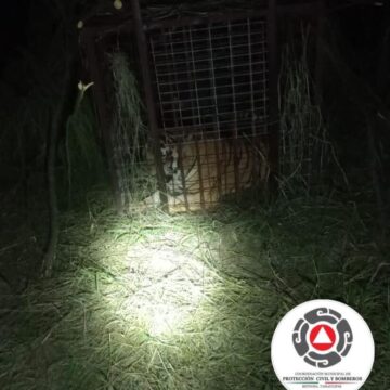 Look: Escaped tiger captured after prompting warnings in south Texas