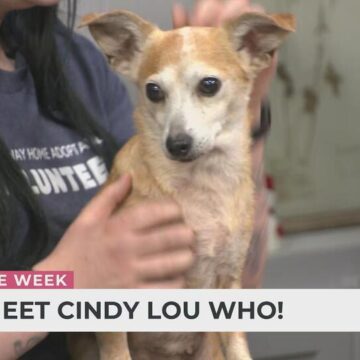 Pet of the Week: Meet Cindy Lou Who!