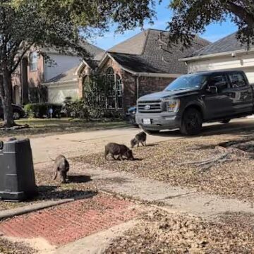 ‘It’s not cute anymore’: Pigs tear up yards, dodge capture in Spring