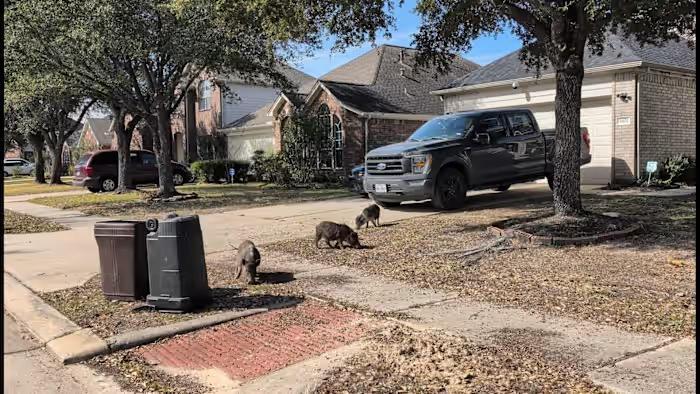 0KCsWT_18CfzLhA00.jpg ‘It’s not cute anymore’: Pigs tear up yards, dodge capture in Spring