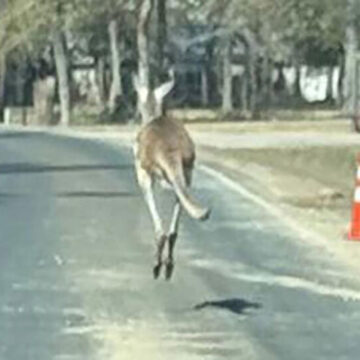 A kangaroo ends up caught in barbed wire after getting loose in this Texas town
