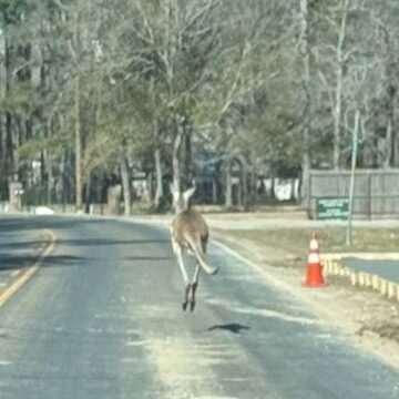Look: Kangaroo found hopping loose down Texas road