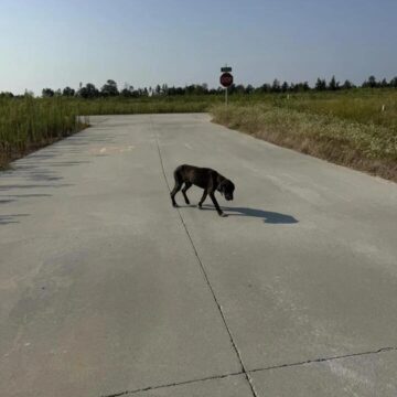Barely Able to Stand, Texas Stray Wags Tail in Heartfelt Rescue Moment