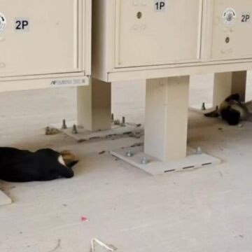 Two Puppies Left Near Texas Post Office With Only One Word Written On A Box