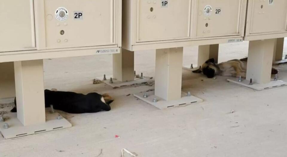 44hFPW_17t1CSeZ00.jpg Two Puppies Left Near Texas Post Office With Only One Word Written On A Box