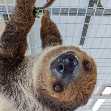 The Hidden Animal Sanctuary In Texas Where You Can Meet Exotic Creatures