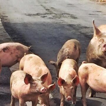 Runaway pigs wreak havoc in neighborhoods as owners admit they can’t catch them