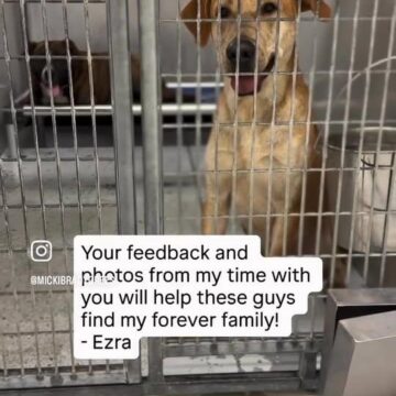 Montgomery County Animal Shelter seeks weekend fosters