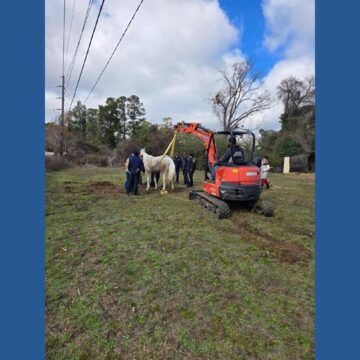 Lifted with compassion: Conroe firefighters rally to rescue elderly horse in morning emergency