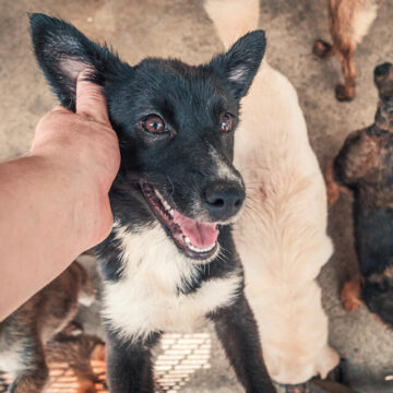 Mother Dog Abandoned at Cemetery With Her Puppies Couldn’t Be More Grateful to Be Rescued