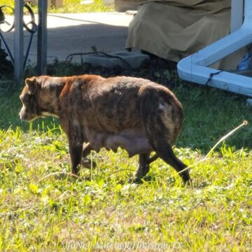 Heartwarming: Texas stray on street for years leads rescuers to her hidden puppies just in time for Valentine’s Day