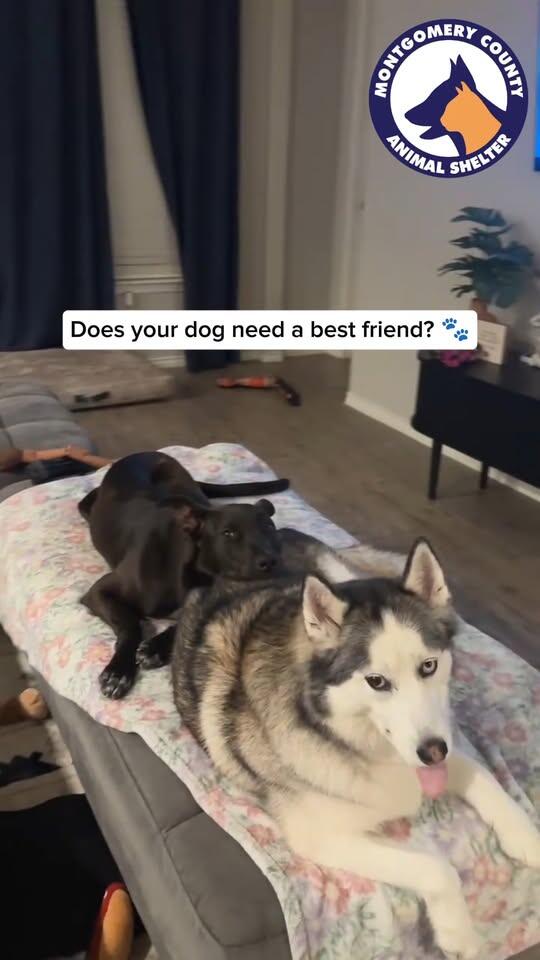 19GiwI_19d7NZhx00.jpg Helen the dog available for adoption in Conroe