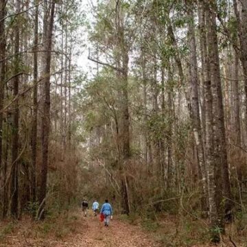 Houston Audubon acquires 128-acre sanctuary in Montgomery County: Peach Creek Woods Nature Sanctuary