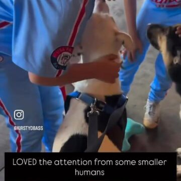 Elliott Page the dog seeks adoption in Conroe