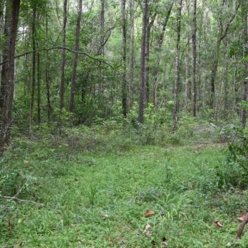 Houston Audubon acquires 128-acre sanctuary in Montgomery County