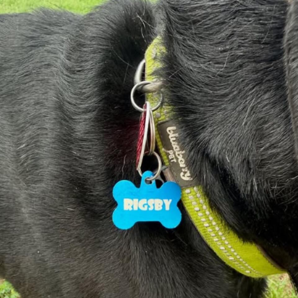 4dkWFq_19gCaXpF00.jpg Montgomery Team Finds Abandoned Senior Dog In Park And Realizes His Face Is Familiar